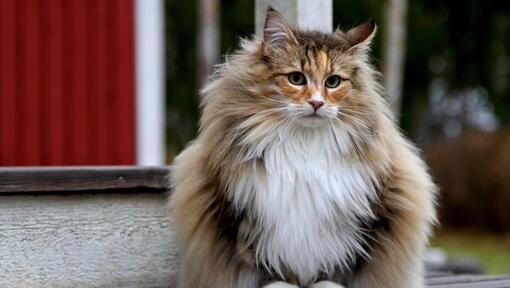 gato Maine Coon