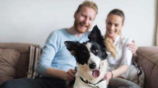 Casal sentado no sofá com Collie