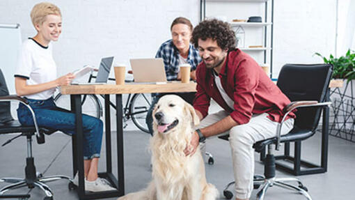 Trabalhadores de escritório a abraçar o Golden Retriever