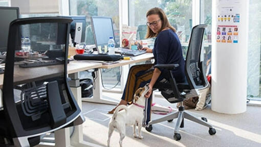 Mulher na mesa a acariciar o queixo de Jack Russell