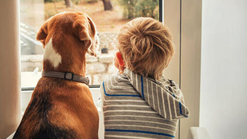 Criança a olhar pela janela com cachorro