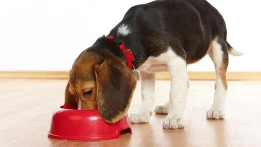 Comida para cachorro