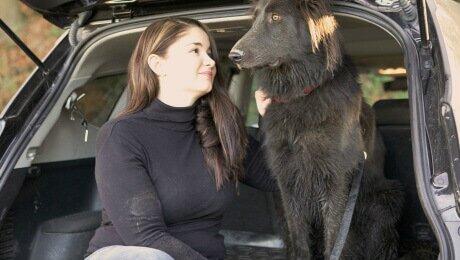 Viajar de carro com cão