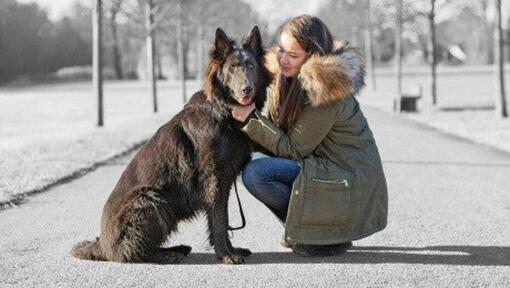 Cão que está sempre a pedir atenção