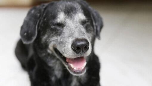 Sorriso de cão