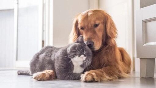 Cães e gatos podem ser amigos