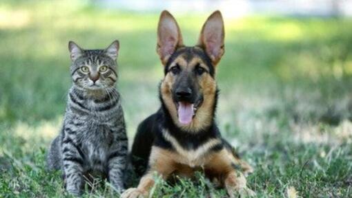 Cães e gatos podem ser amigos