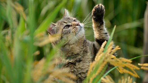 Gato feliz com Beyond