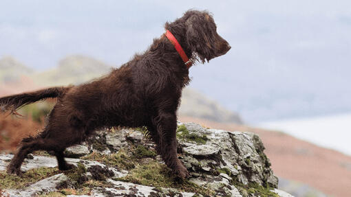 Cão saudável com Adventuros​