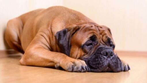 Bullmastiff castanho sentado