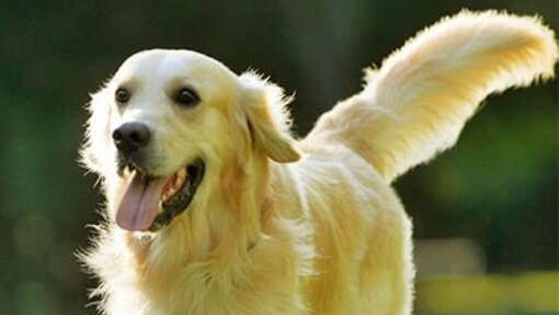 Raças de cão - Golden Retriever a correr