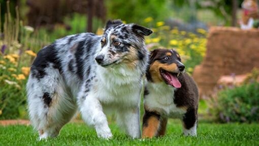 Raças de cão - cães pastor a brincar