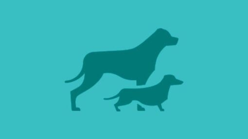 Cão PURINA - Adotar cães ou cachorros