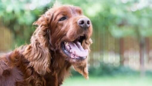 As melhores raças de cães de caça