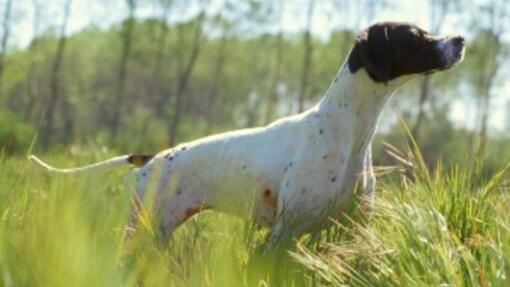 As melhores raças de cães de caça