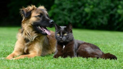 Cachorro e gatinho na relva