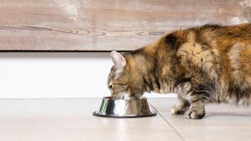 Gato desigual escuro a beber água da tigela de aço no chão.