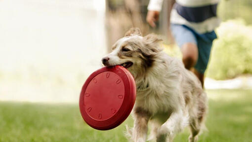 Collie a correr com frisbee