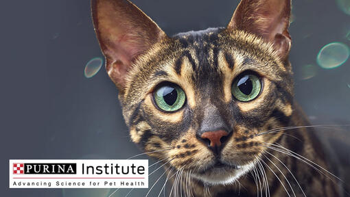 Logo e gato do Instituto Purina