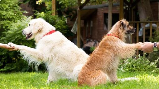 Cães a segurar as patas