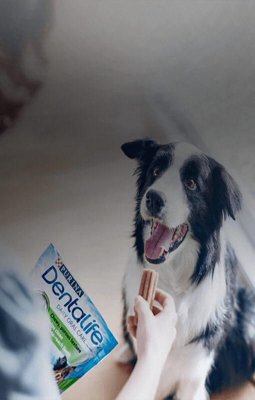 Cão saudável com Dentalife​