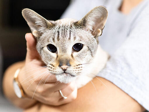 Gato mais velho no colo do dono