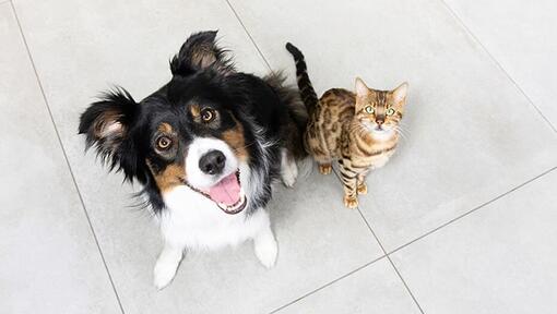 Cão e gato a olhar para cima