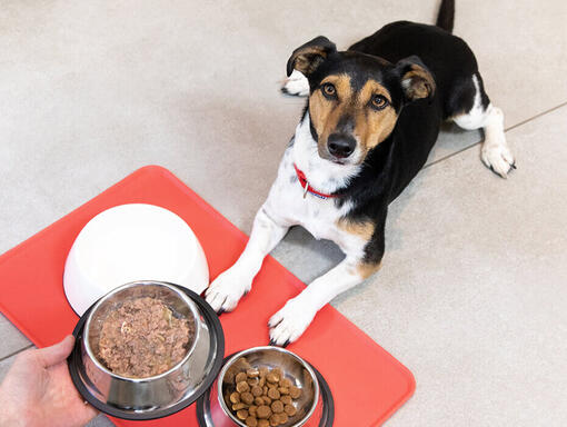 Cachorro sentado na frente de tigelas de comida