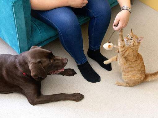 Gato laranja e Labrador chocolate sentados na alimentação dos donos