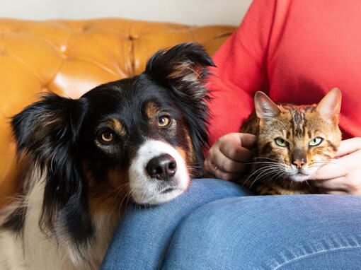 Cão e gato no colo dos donos