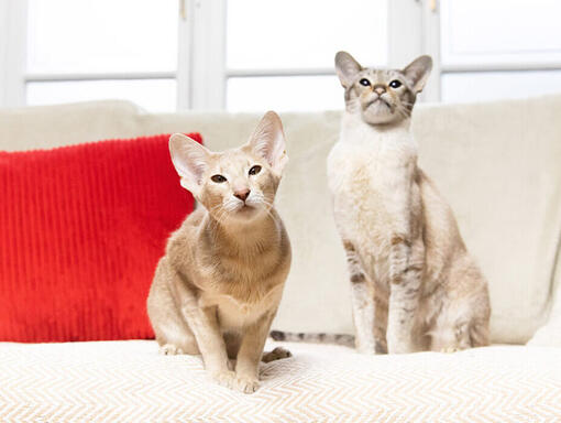 2 gatos sentados no sofá