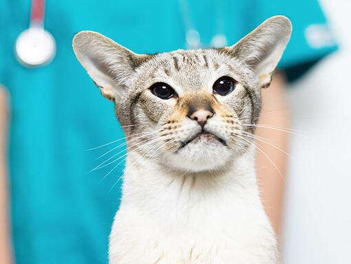 Gato com veterinário atrás