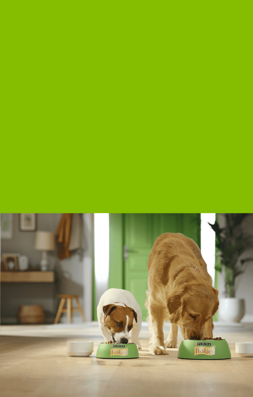 Cão Friskies
