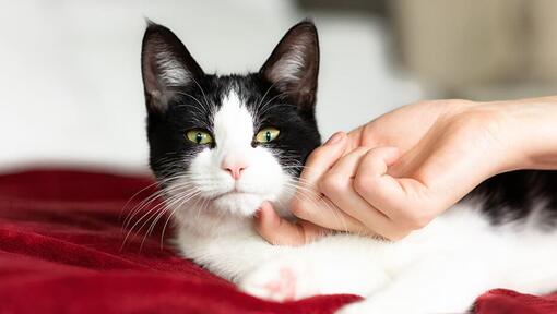 Gato preto e branco a ser acariciado