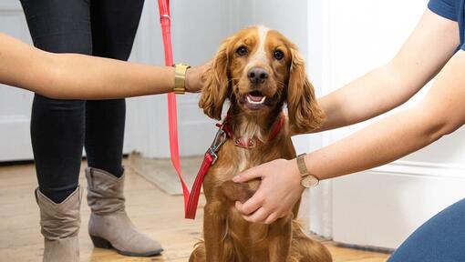 Spaniel a ser acariciado