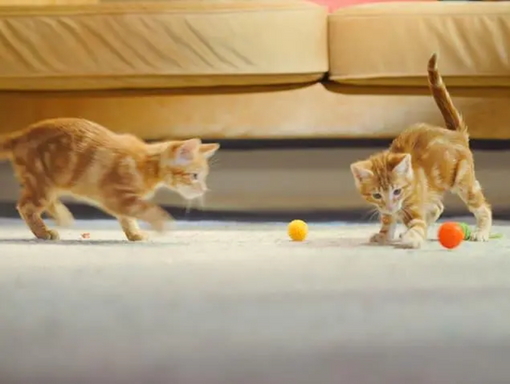Friskies