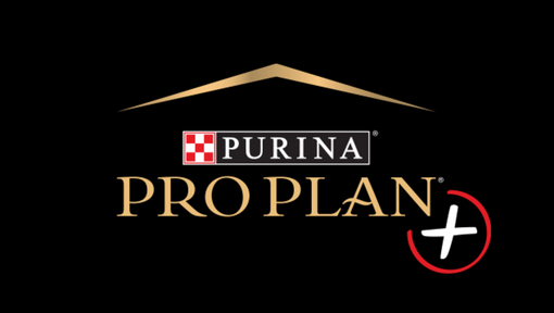 Pro Plan +