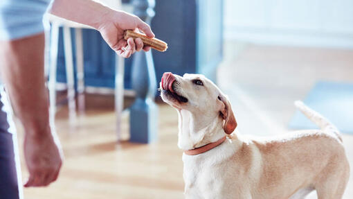 Cão com mastigação Dentalife