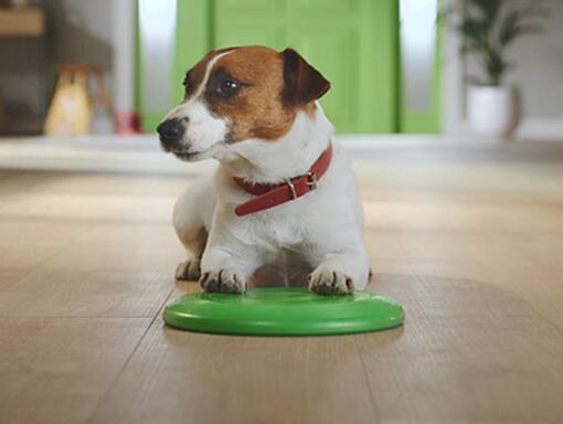 PURINA® FRISKIES® CÃO Mini