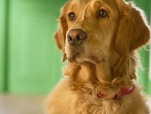 PURINA® FRISKIES® CÃO Húmido