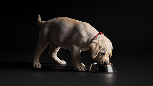 Filhotes de labrador Pro Plan