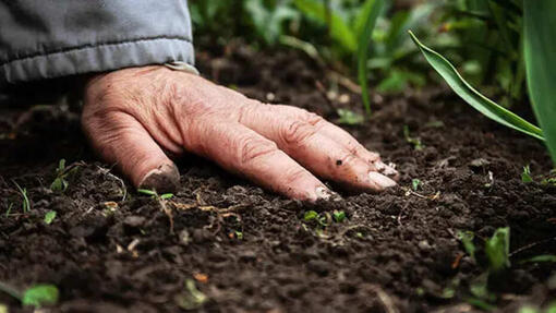 Agricultura Regenerativa: O que é?