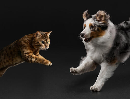 Brevemente: Um guia para a recomendação personalizada de Suplementos PRO PLAN para o seu cão ou gato
