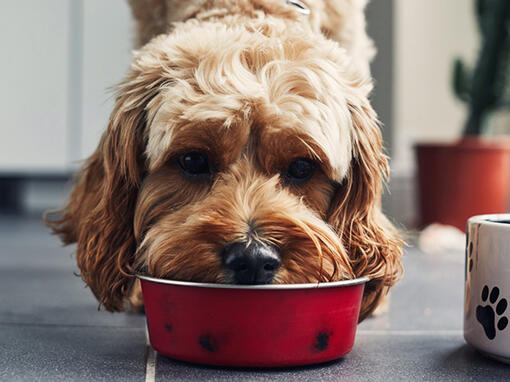 Cachorro comendo comida da tigela vermelha