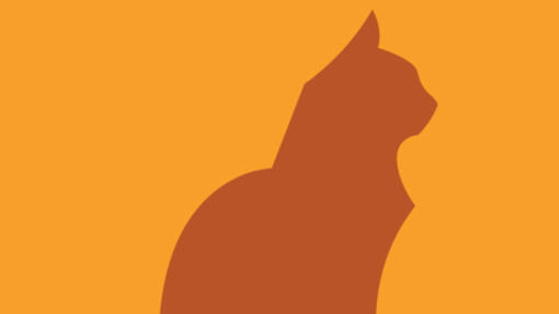Sintomas no gato