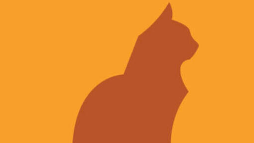 Sintomas no gato
