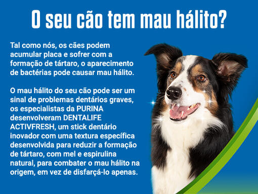 Cão feliz no fundo azul