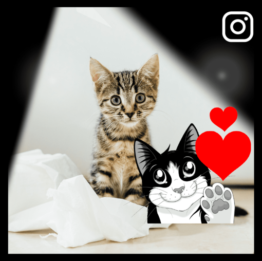 gatinho no chão com um rolo de papel