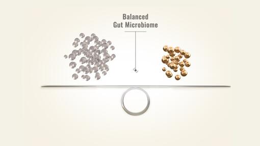 Quando o microbioma intestinal está equilibrado, a sua saúde geral também está
