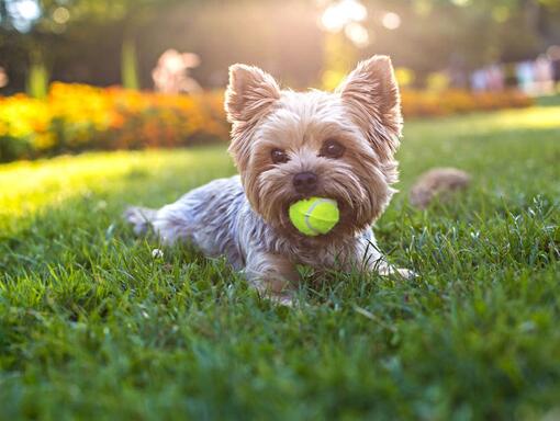Um cão pequeno no gramado com uma bola na boca